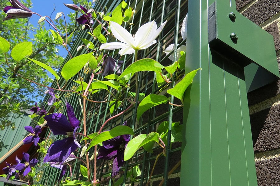 NatureScreen trellis system with plants growing against a brick wall